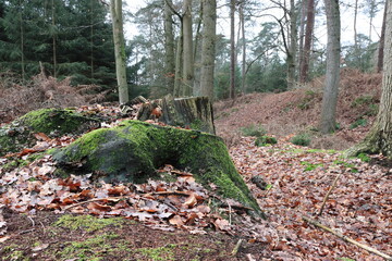 Alte tote Baumstämme auf dem Waldboden
