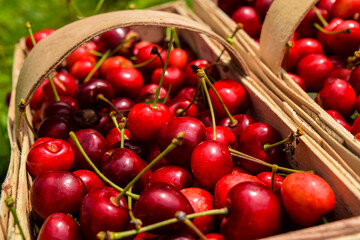 Basket full of cherries