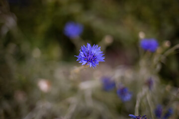 Obraz premium flowers 