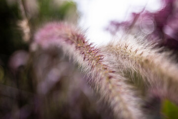 Obraz premium flowers 