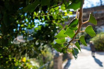 Twig with green leaves, in a garden