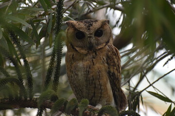 Owl