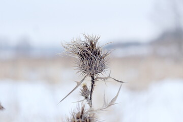 thistle in snow