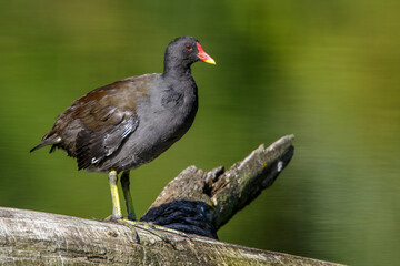 Teichhuhn (Gallinula chloropus)