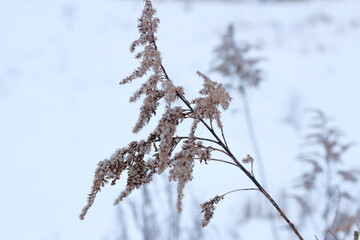 snow covered branches