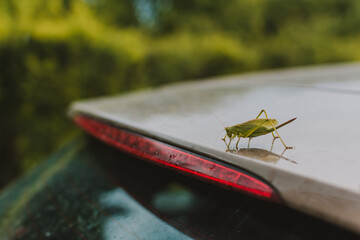 Grasshopper sitting on the car roof