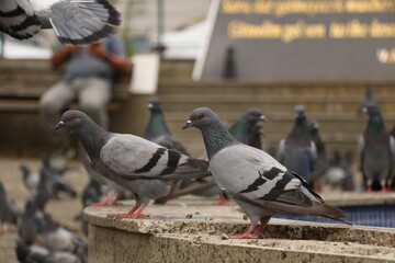 Dances of the birds in the park