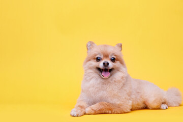 Portraite of cute fluffy puppy of pomeranian spitz. Little smiling dog lying on bright trendy yellow background. Free space for text.