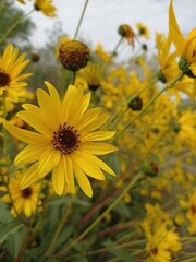 yellow flowers in the garden