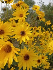 yellow flowers in the garden
