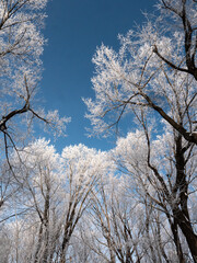 A sky view of frost covered trees glowing in a winter sun