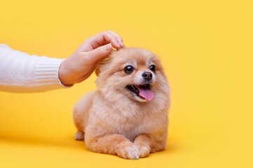 Portraite of cute fluffy puppy of pomeranian spitz. Female hand stroking little smiling dog on bright trendy yellow background. Free space for text.