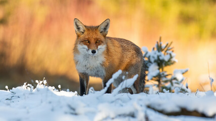 Red fox, vulpes vulpes, looking to the camera on snow in winter nature. Wild mammal standing on white glade in wintertime with background illuminated by evening sun.