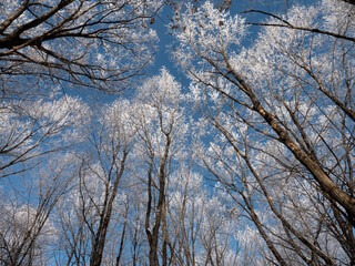A sky view of frost covered trees glowing in a winter sun