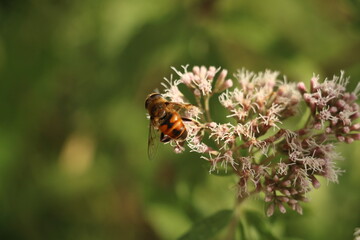 bee on a flower
