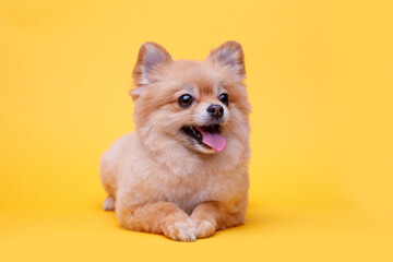 Portraite of cute fluffy puppy of pomeranian spitz. Little smiling dog lying on bright trendy yellow background. Free space for text.