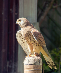 Lannier Falcon