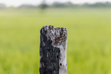 fence in the paddy field