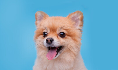 Portraite of cute fluffy puppy of pomeranian spitz. Little smiling dog on blue background. Free space for text.