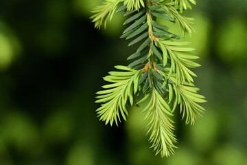 Close-up of a delicate branch of a conifers growing old needles and young new shoots