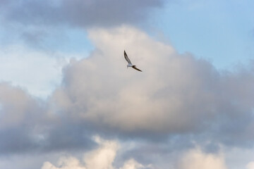 eagle in flight
