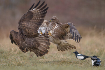Myszołów ptak drapieżny © M