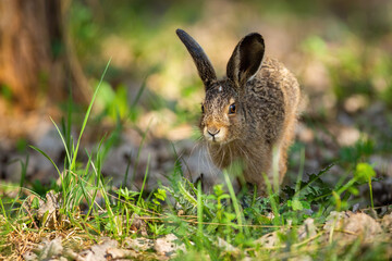 Naklejka na ściany i meble Little brown hare, lepus europaeus, jumping on grass in spring nature. Cute wild rabbit skitting in forest in springtime. Long-eared animal approaching in woodland with copy space.