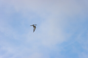 seagull in flight