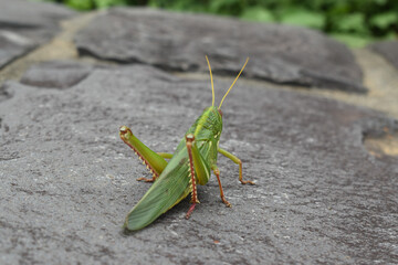 Grasshopper