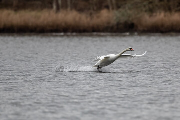 White mute swan about to land on the water