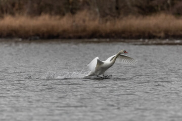 White mute swan about to land on the water