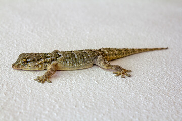 Tarentola Mauritanica, salamanquesa ,perenquén