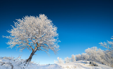 Frozen tree in the mountain in Norway