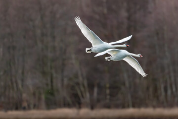Two mute swans in flight leaving a trail of water drops in the air