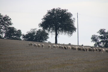 Flock of sheep