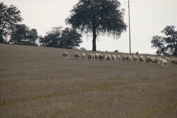 Flock of sheep