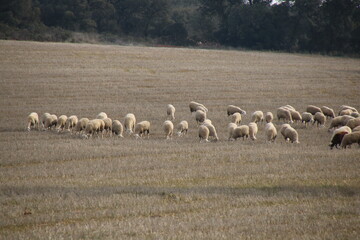 Flock of sheep