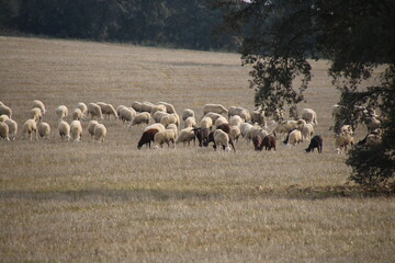 Flock of sheep