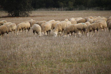 Flock of sheep