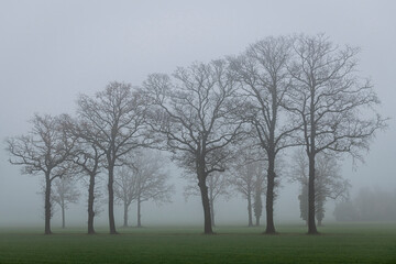 Fototapeta na wymiar Trees in the fog.