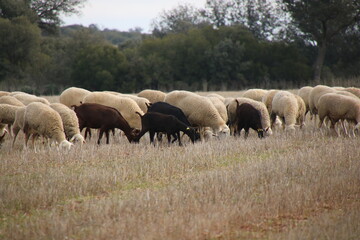 Fototapeta premium Flock of sheep