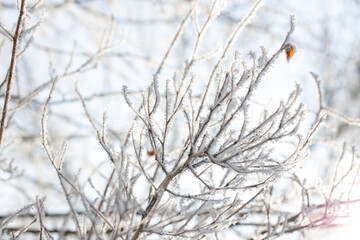 Branch covered in ice cold white frost in the winter. First frosts, cold weather, frozen water. Macro shot. Early winter.