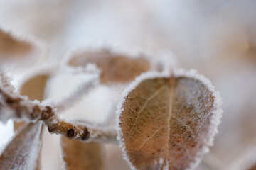 Autumn yellow leaf on a branch in frost needles. Morning frost. Rime. Winter cold weather.