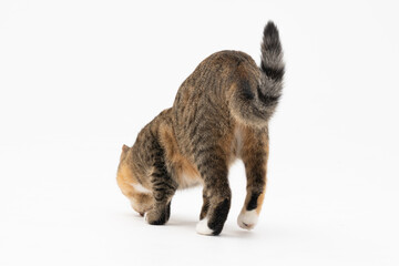 The cat smelled a new scent and decided to smell it thoroughly to remember it well. The cat felt a lead to its favorite treats.