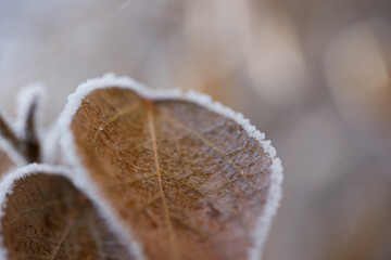 Autumn yellow leaf on a branch in frost needles. Morning frost. Rime. Winter cold weather.