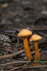Mushrooms False Chanterelle Hygrophoropsis aurantiaca.