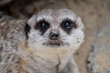 Meercat staring into camera