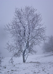 Fototapeta na wymiar snow-covered tree in the fog