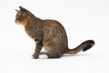 Obraz premium The cat sat sideways to the camera and looks straight ahead. Ready to see what's going on. Cat's ears sticking out. Side view of a seated cat.