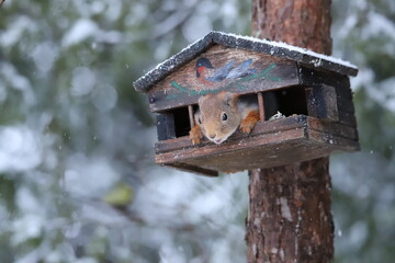 squirrel in a bird house